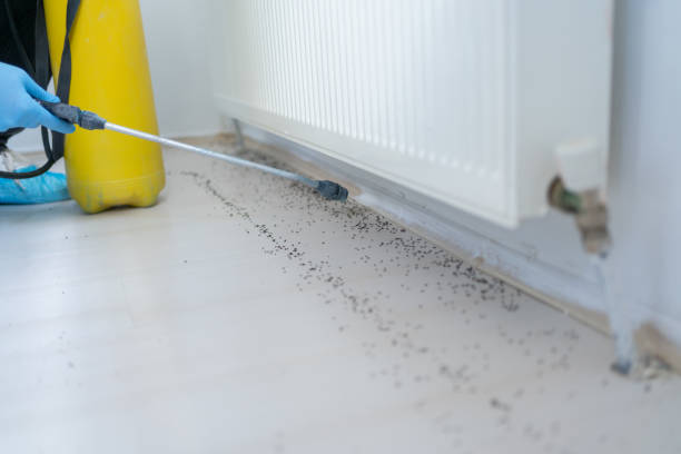 Best Local Pest Control Services  in Georgetown, GA